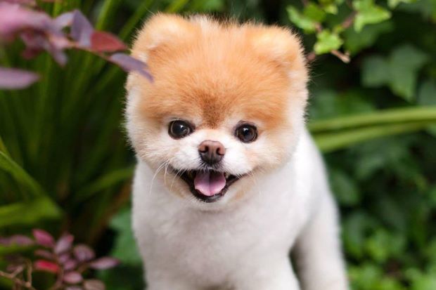 World's Cutest Dog, Boo is dead