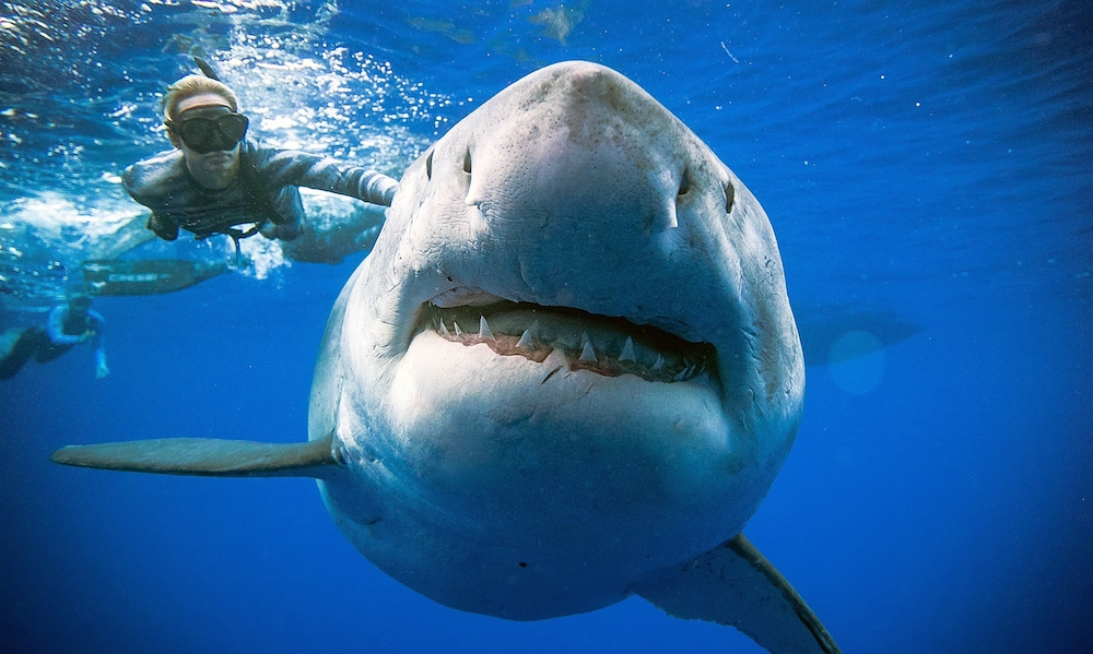 Diver Ramsey's Encounter with a Giant Great White Shark goes Viral