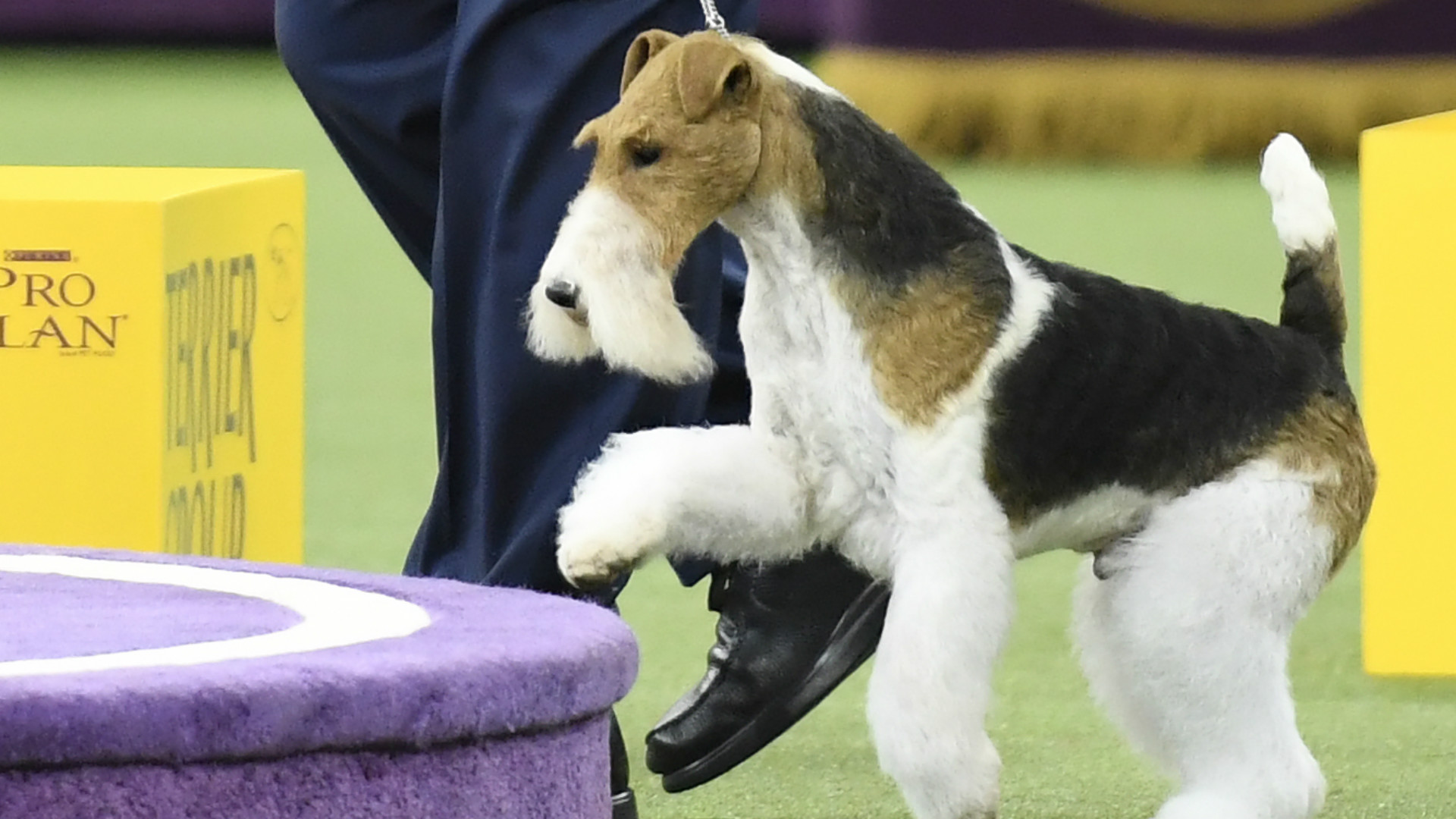 143rd Westminster Dog Show wraps up with fox terrier becoming the king of the show