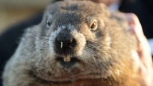 Groundhog Day 2019 punxsutawney phil rodent