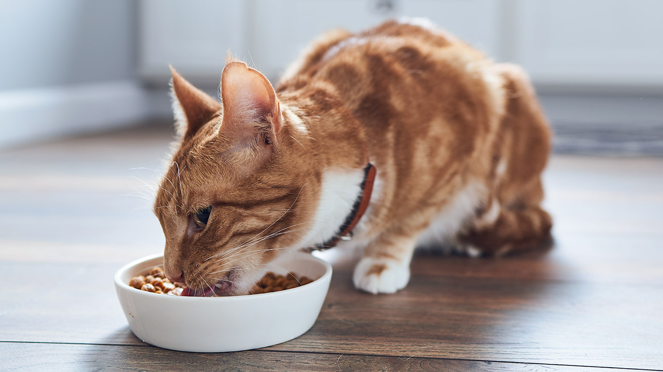 Cat Food Recall 2019 Nestle Recalls Cat Food Because It Contains Rubber