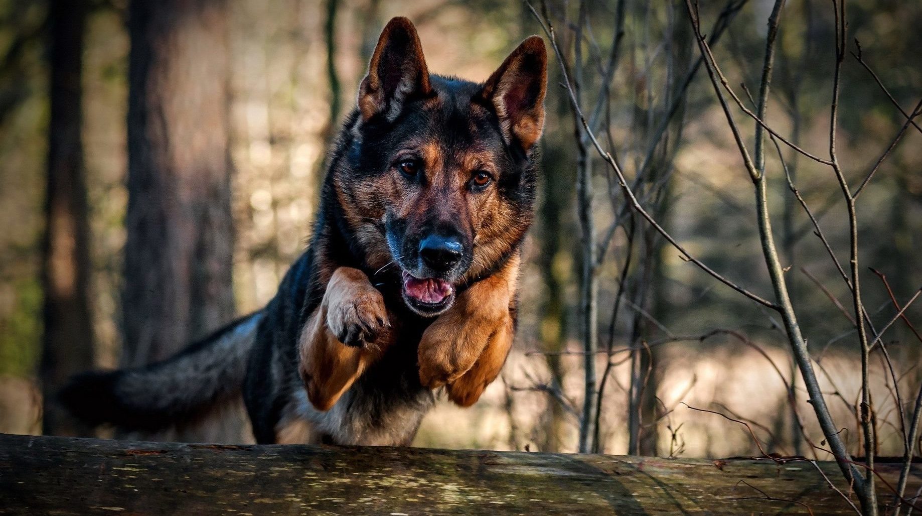 Military Dogs attacks Jihadists, saves 6 soldiers