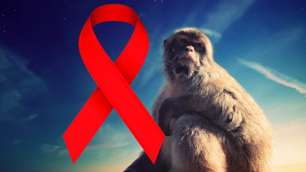 Cure for HIVAIDS Scientists Cure HIV in Monkeys, Human Trials to Start Soon