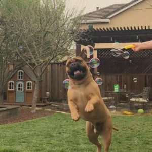 bullmastiff