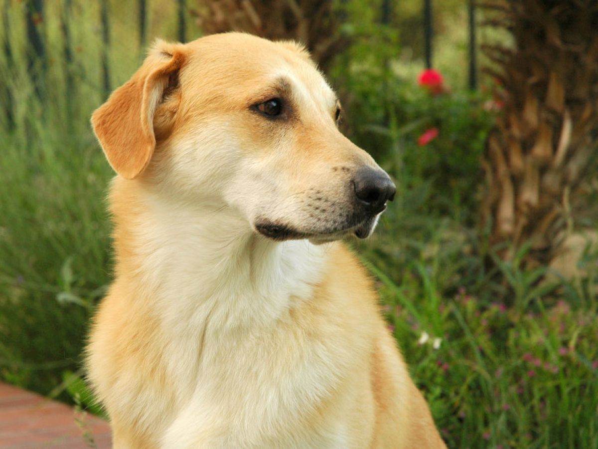 Chinook, cutest rare dog breeds