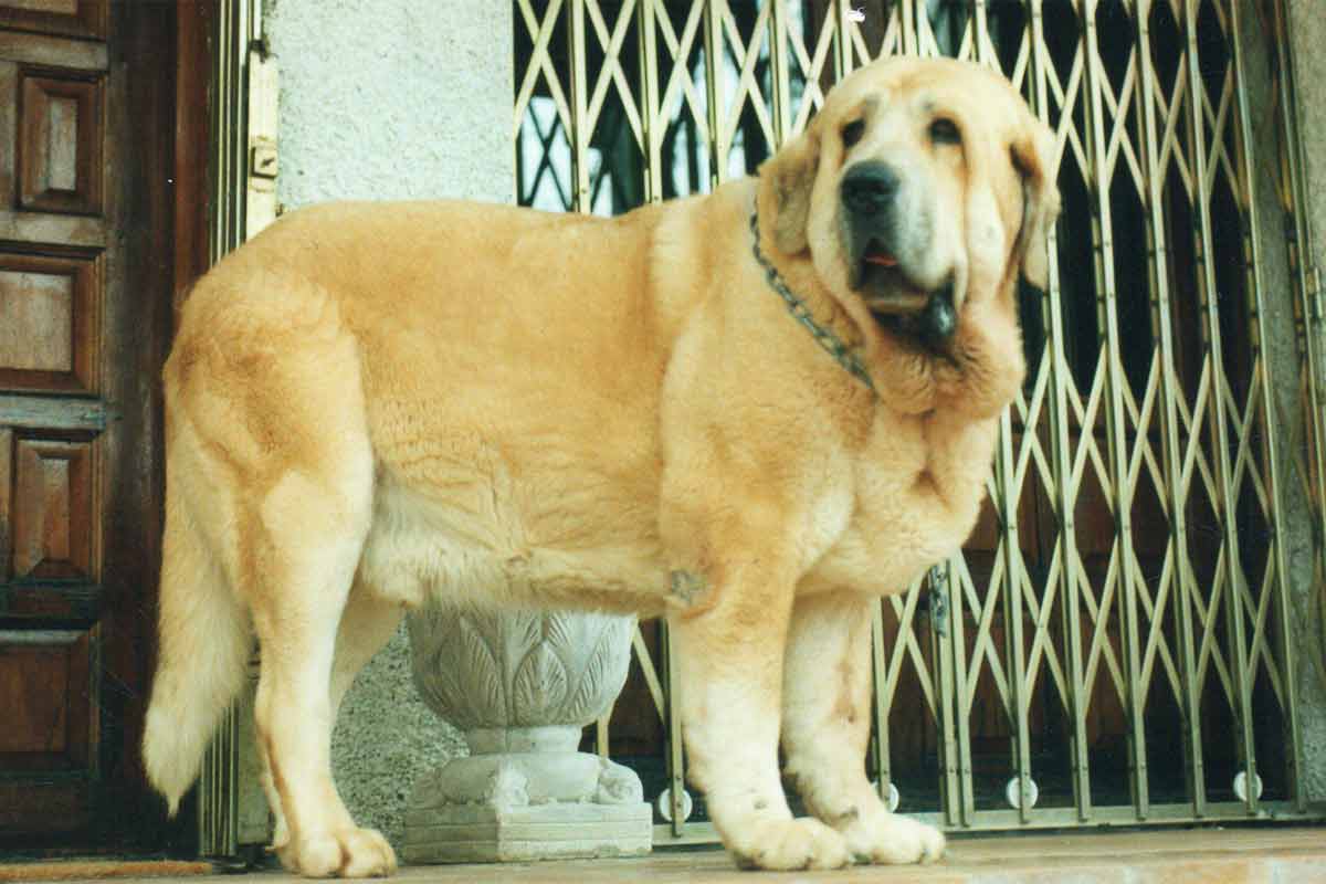 Spanish Mastiff, rare dog 