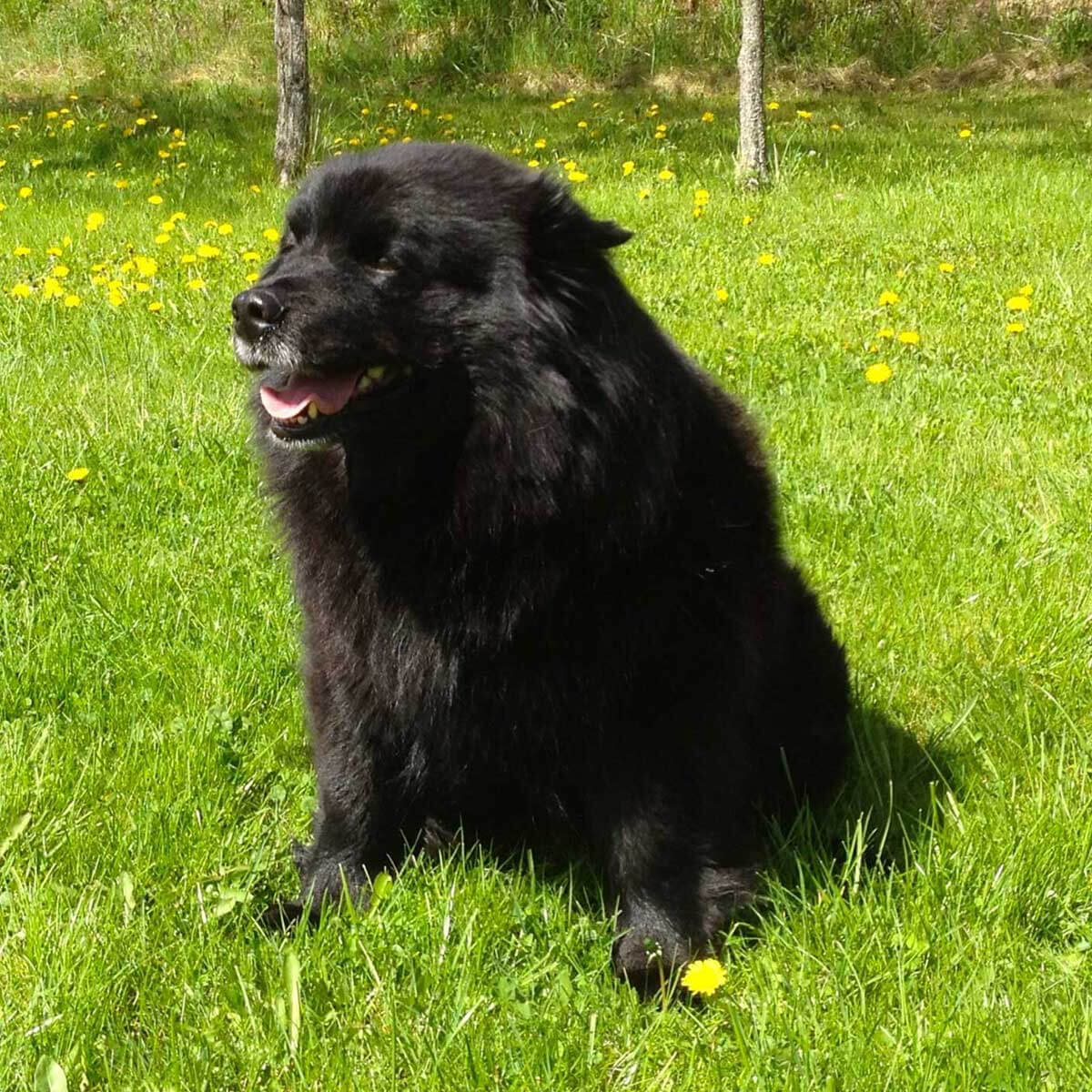 Black Swedish Lapphund