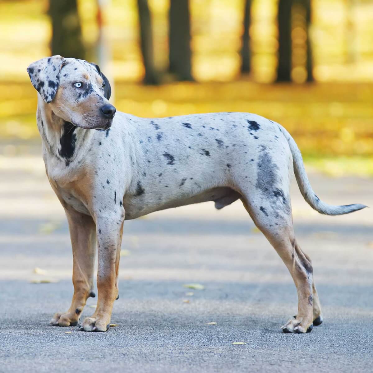 Catahoula Leopard dog