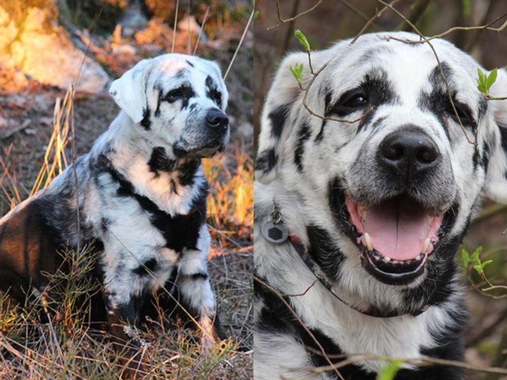 Meet Blaze The First MultiColored Labrador Retriever
