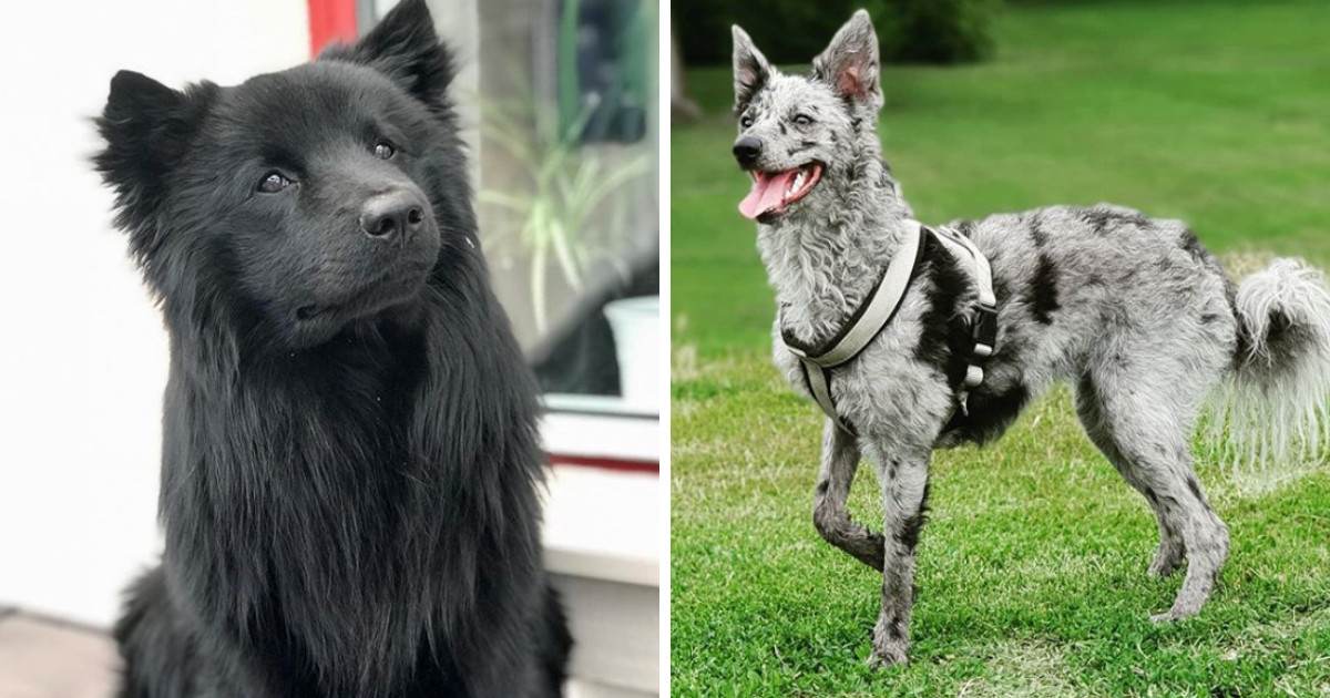 10+ Rare Dog Breeds Which You Might Never Have Heard Of