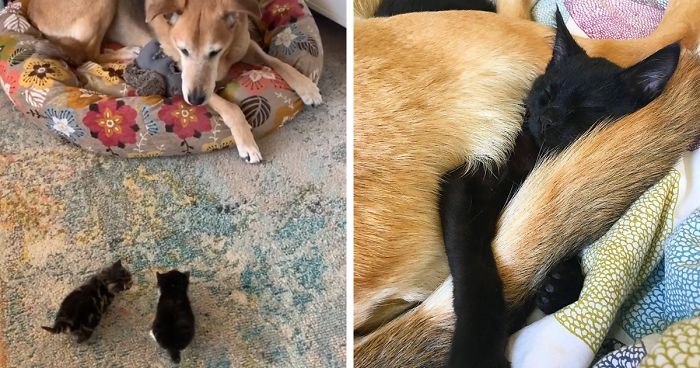 Doggo Takes Care Of Each And Every Cat In Cat Shelter And It's Too Pure