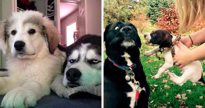 20+ Dogs Who Got A Younger Sibling And It Ruined Their Life