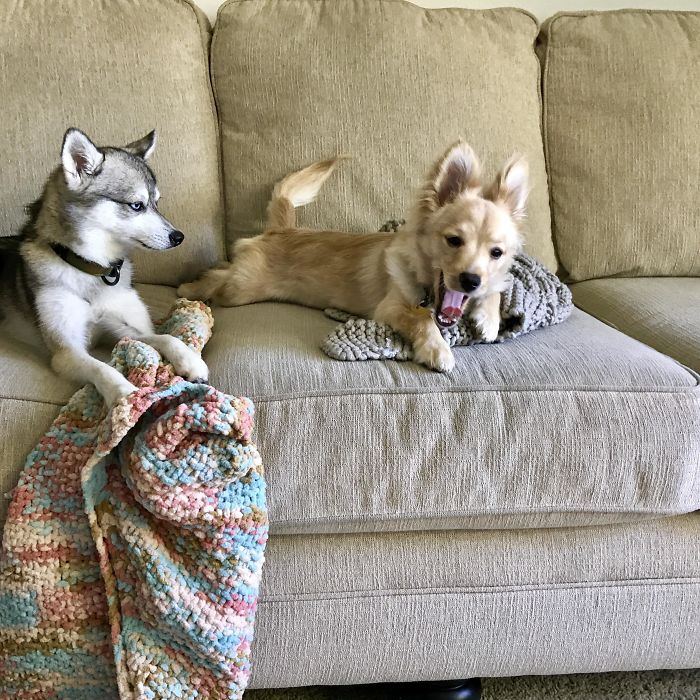 Why is this dog not amused to see new member in the home?