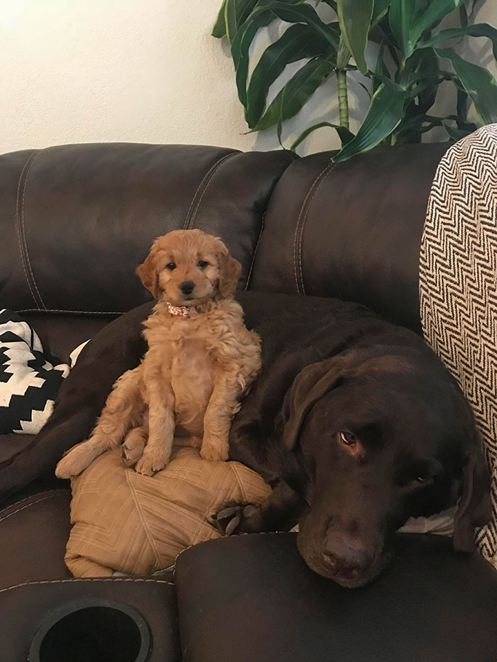 The old doggo is quite annoyed with the new sister