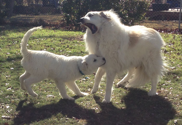 Six-year-old Milo find it hard to handle younger sibling Rumi