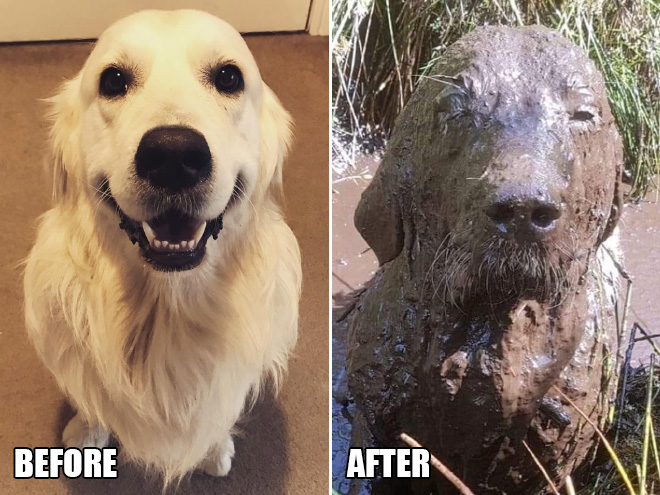 Dog enjoys to play in mud