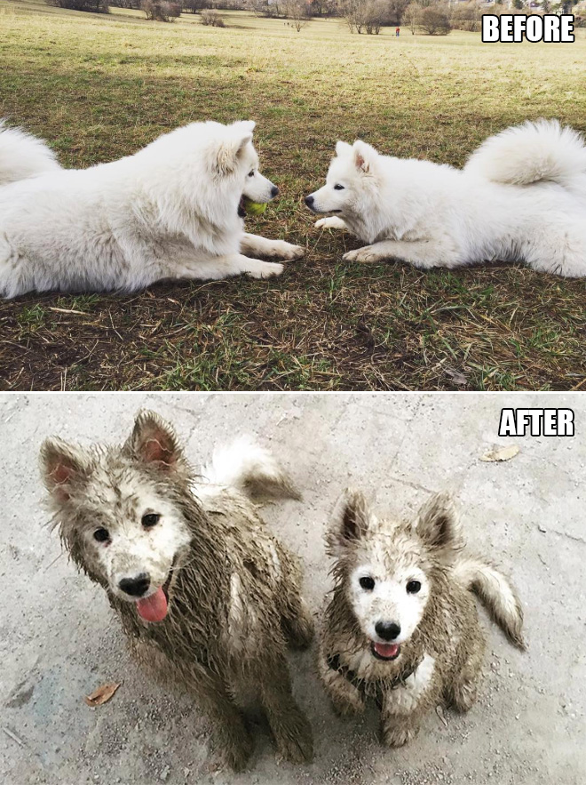 The two dogs play in the mud together