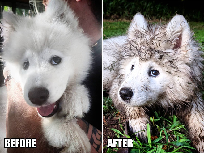 Cutest dogs who play in mud