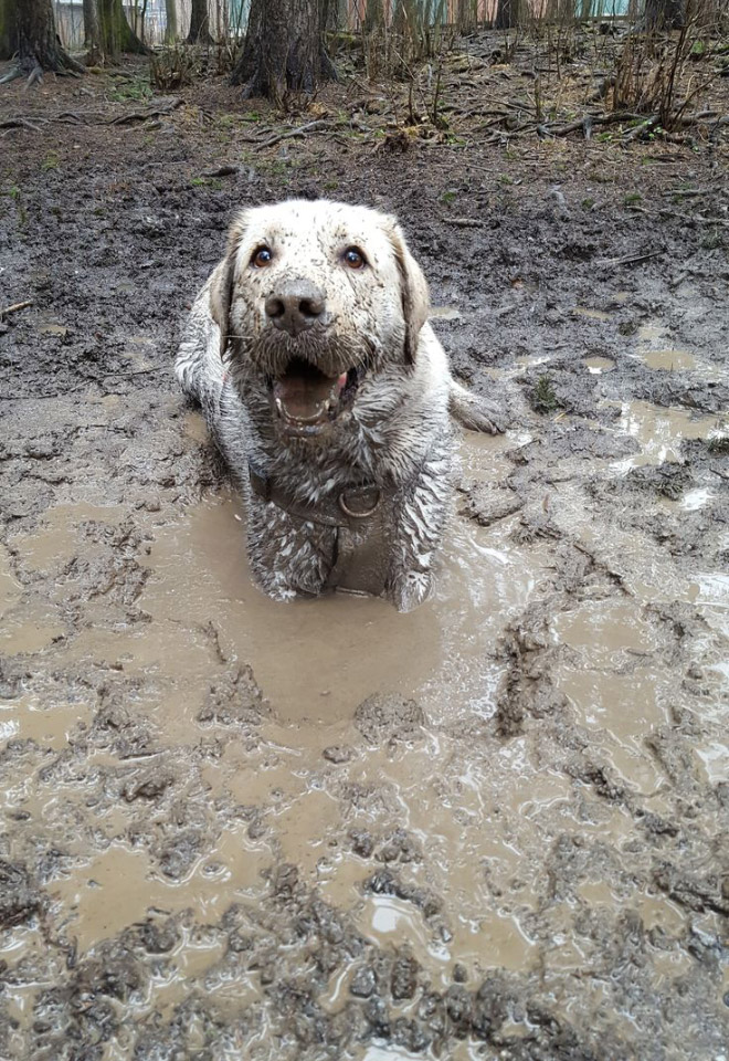 Dogs jump into the mud puddle