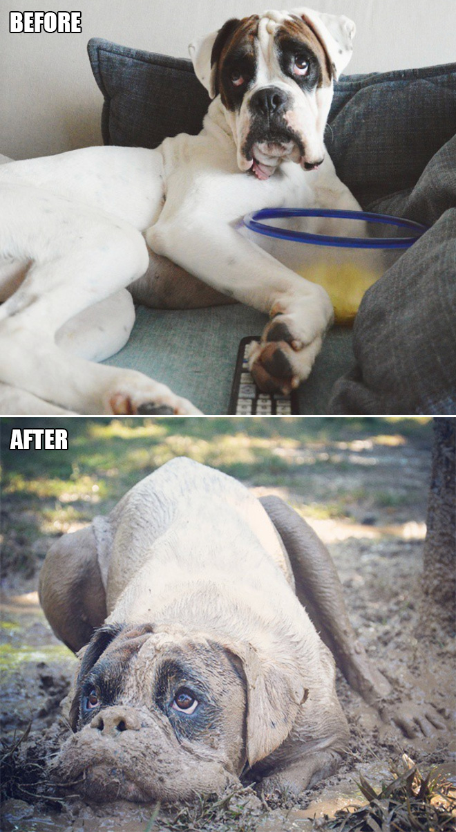 Dog jumps into the mud to enjoy