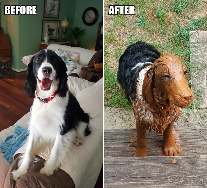 Dogs enjoy the most in the mud puddle