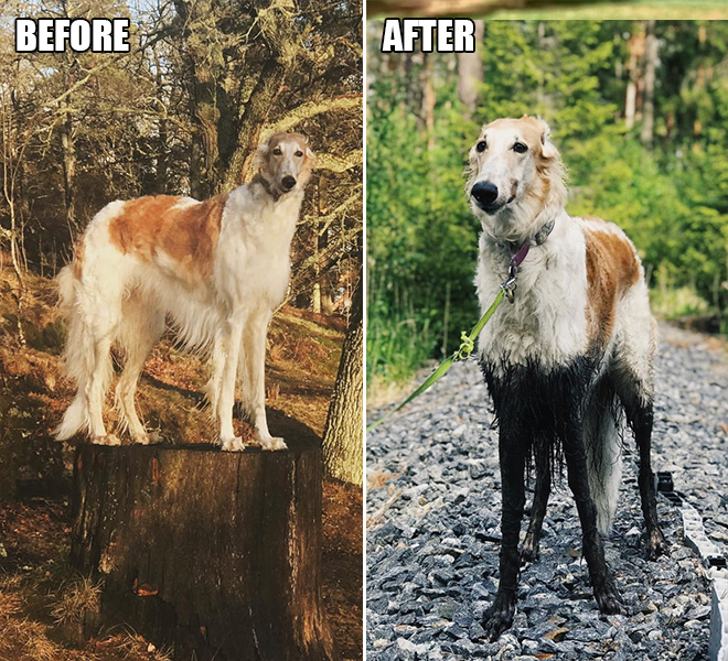 Dogs enjoy the mud all-alone