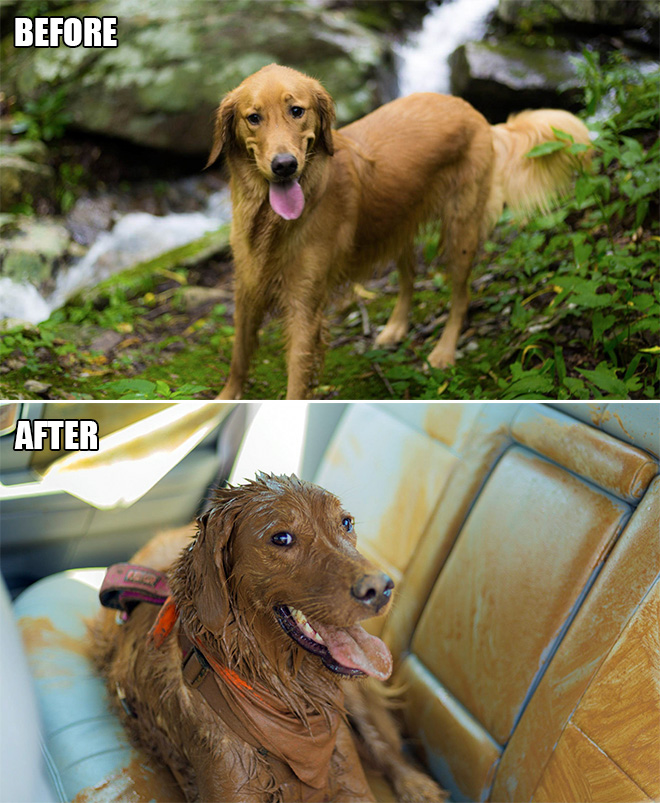 Cute dog covered in mud