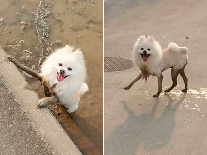 Dogs turn into model while enjoying in muddy river