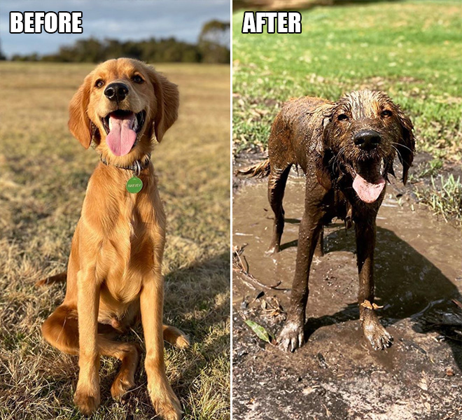 Cute dog enjoying in mud