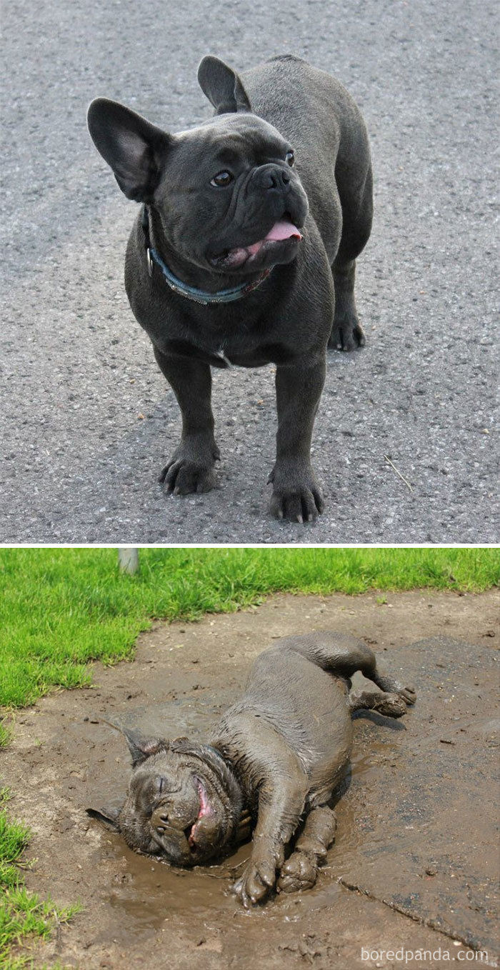 Dogs find the mud puddle as best place to rest