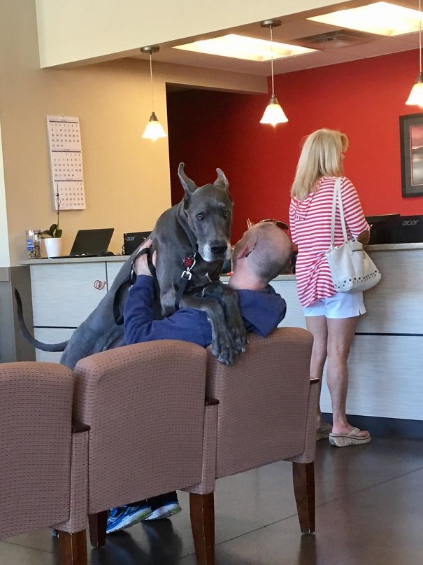 Scared Big Boye waits to see the vet