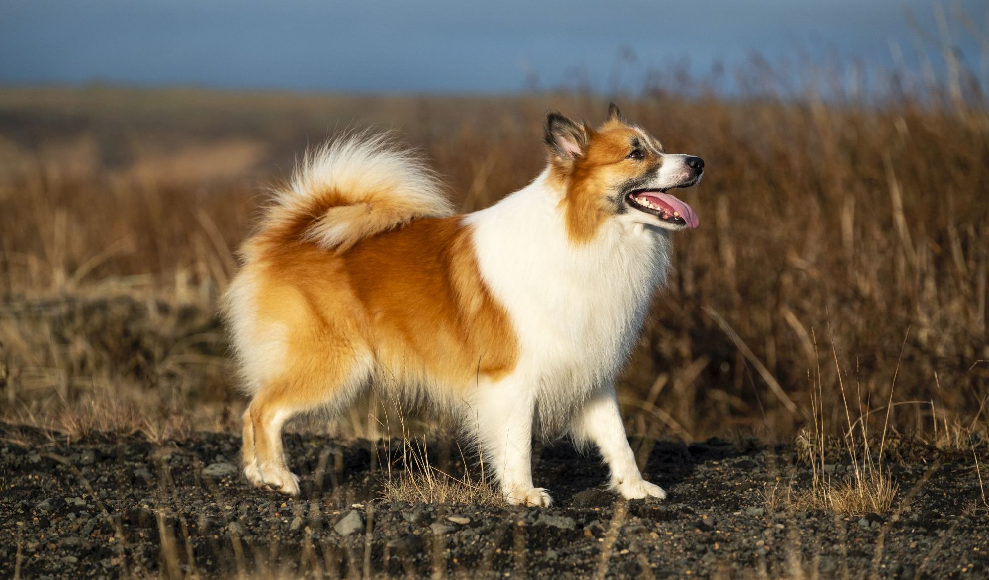 Icelandic Sheepdong- Rarest Dog breeds