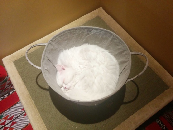 A pile of white cloud in a bowl