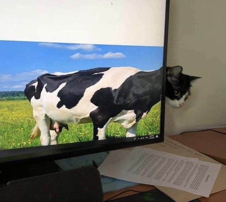 A MoMo Cow with the cat's face