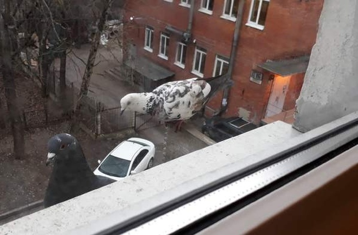 The huge pigeon in someone's neighborhood