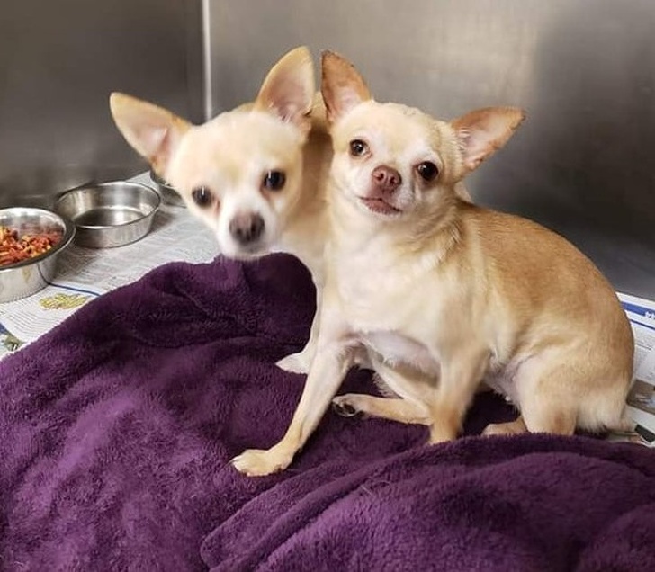 Is it a two-headed chihuahua? Open your brain and eyes & see the image again!