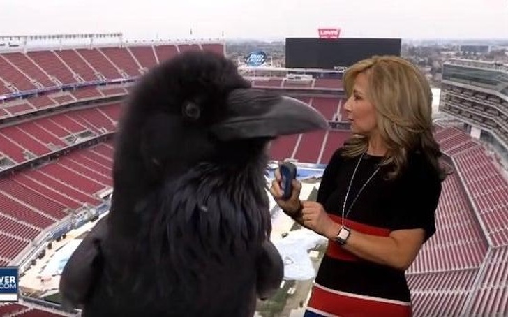 Interviewer talks to the giant crow? Wide-open your brain and eyes!