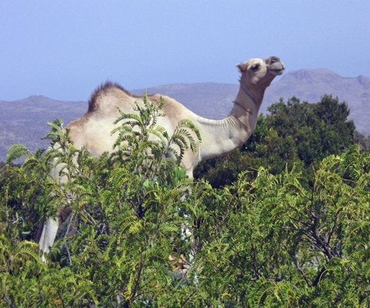 The giant camel, taller than trees