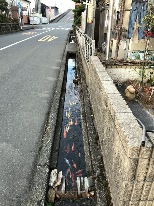 The fishes swim freely in the clear water drainages in Japan