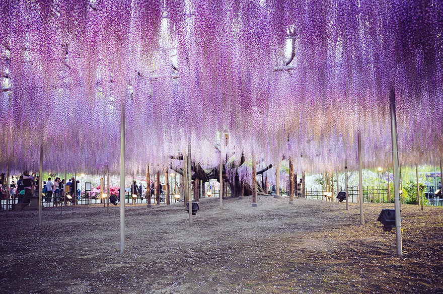 Japanese plant with pink canopy