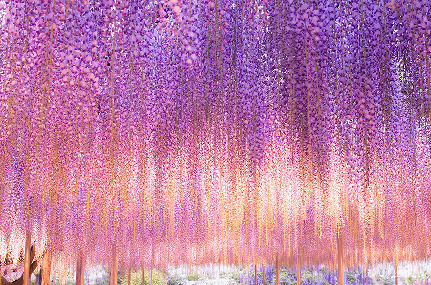 Hanging Wines of Pink textured Wisteria Tree