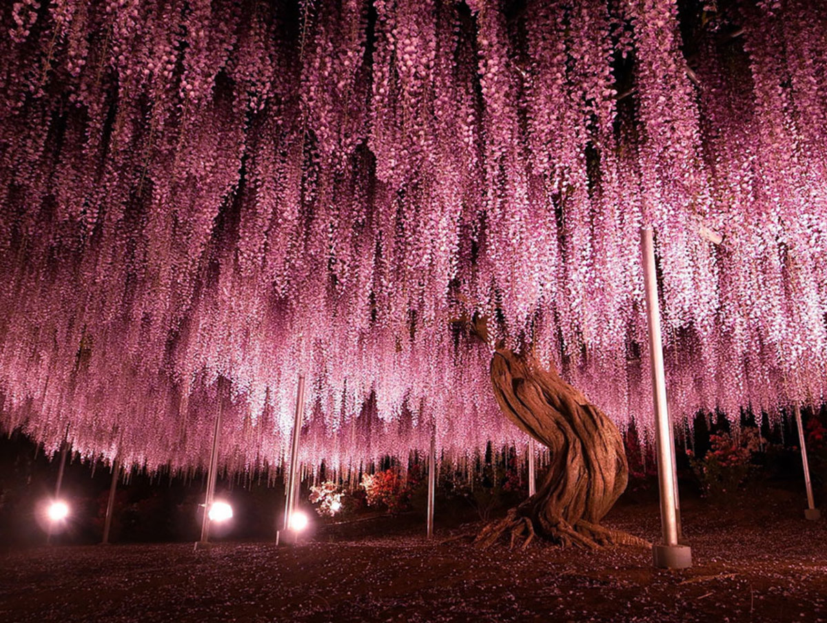 144 Year Old Japanese Plant Looks Like The Sky Is Pink