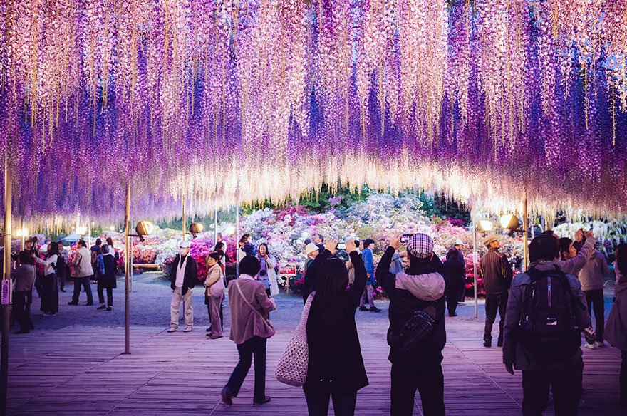 Japanese oldest wisteria tree resembles a pink sky