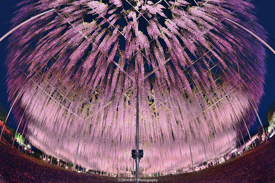 Japanese plant in Ashikaga flower park