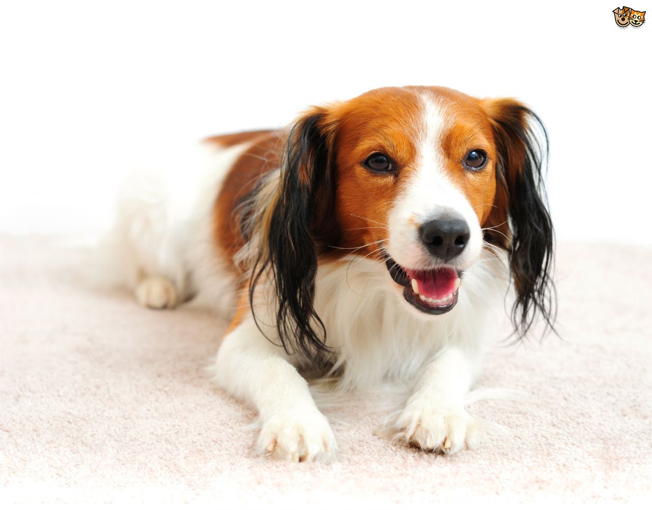 Kooikerhondje, one of the rare dog breeds