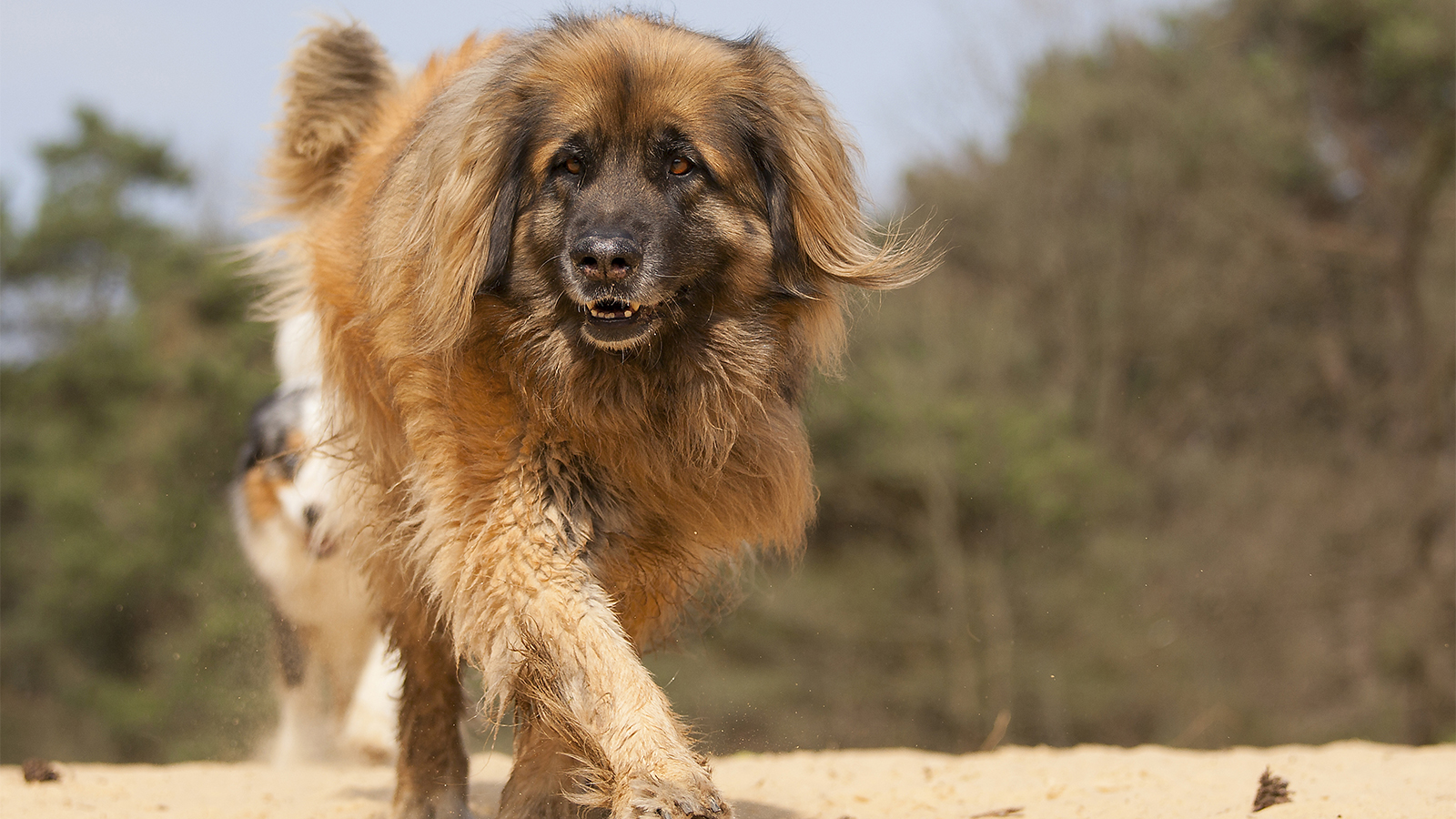 Leonberger- Rare Dog breeds