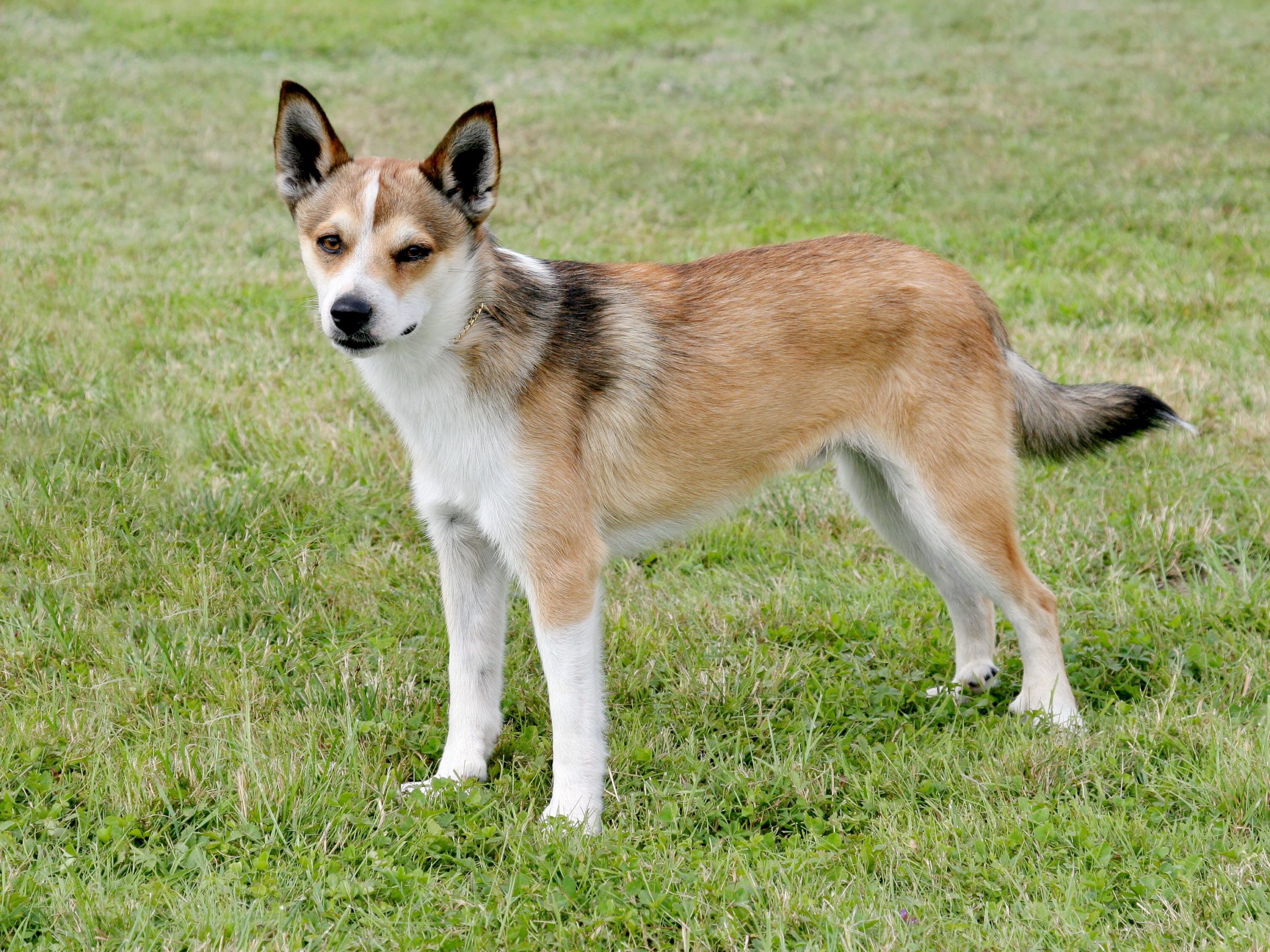 Norwegian Lundehund