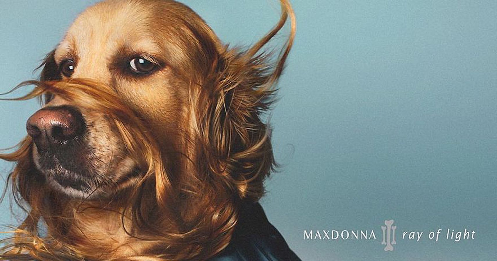 Dog recreates Madonna's iconic photos