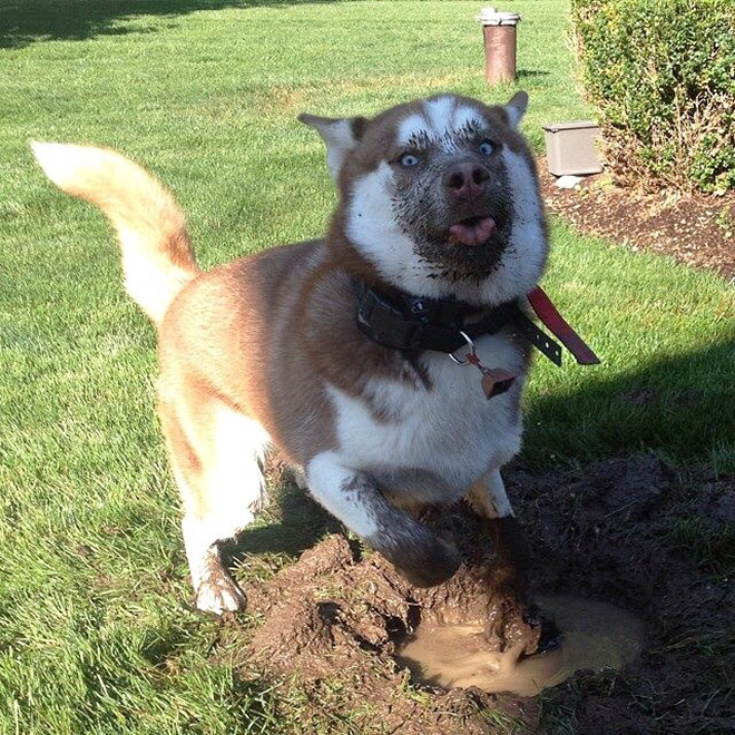 Dog enjoys in mud