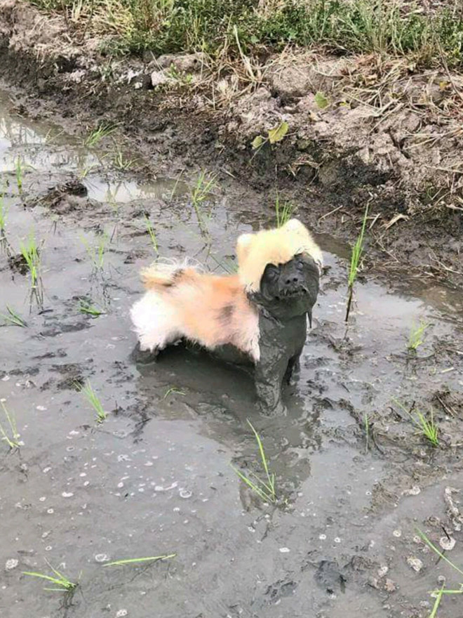 Dog takes a mud bath